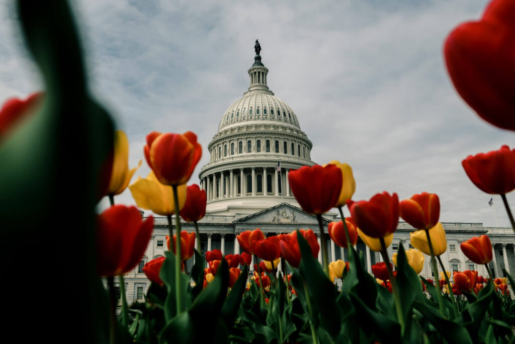 United States Capitol framed by spring tulips, representing the Washington DC mobile physical therapy service area | Castine Concierge Physical Therapy | Mobile Physical Therapy Services Washington DC